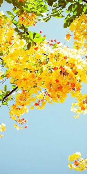 Beautiful Yellow Flowering Branches Under a Sunny Sky