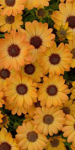 Bright Yellow Dimorfoteka Flower Bed - Ultra HD iPhone Wallpaper