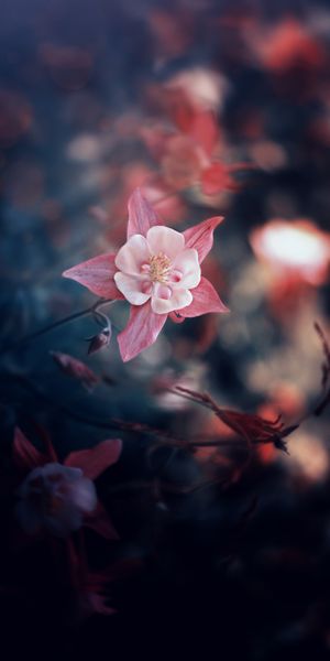 Beautiful Pink Flower Blooming with Soft Blur Background