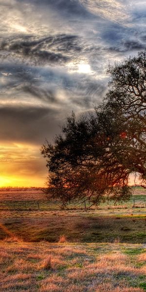 Phone wallpaper: Hdr, Trees, Tree, Earth free download