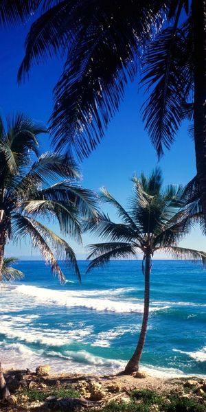 Beautiful Tropical Beach and Ocean Scene with Palm Trees