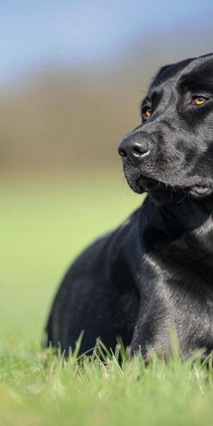 Phone wallpaper: Dogs, Grass, Dog, Muzzle, Blur, Animal, Labrador Retriever free download