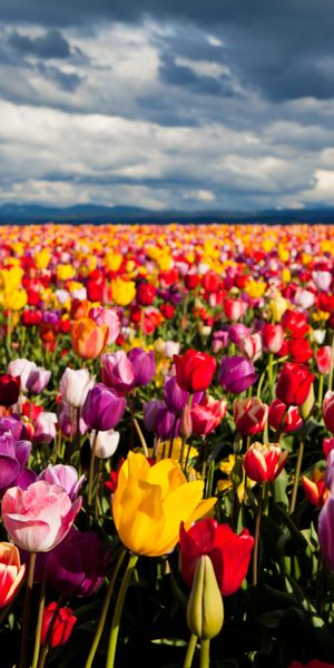 Colorful Tulip Field Mobile Wallpaper: A Nature Lover's Delight