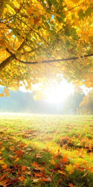 Phone wallpaper: Nature, Trees, Grass, Sun, Forest, Tree, Leaf, Fall, Earth free download