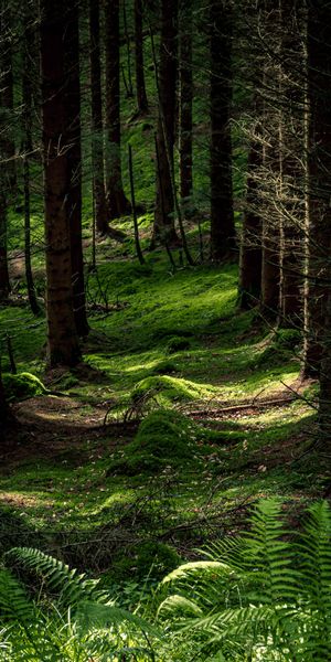 Explore the Tranquil Beauty of a Forest Path with Moss and Ferns