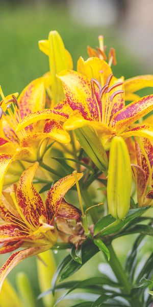 Phone wallpaper: Nature, Flowers, Flower, Blur, Earth, Lily, Yellow Flower free download