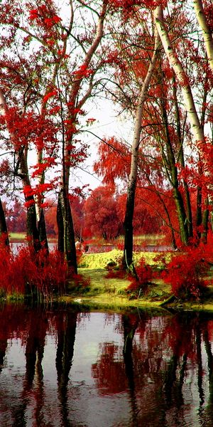 Beautiful Red Landscape of a Lake Surrounded by Trees