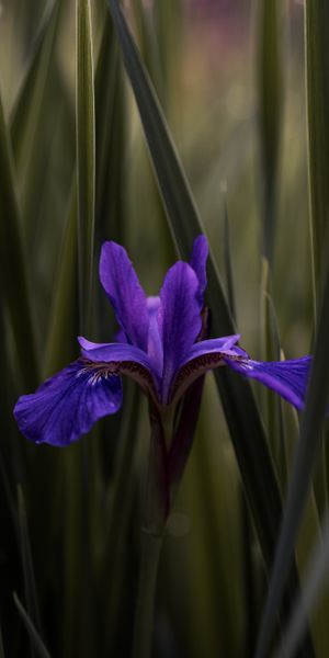 Phone wallpaper: Iris, Smooth, Flowers, Leaves, Flower, Violet, Blur, Purple free download