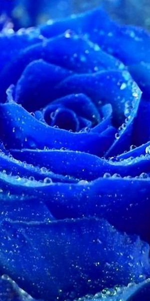 Ultra HD iPhone Wallpaper Featuring Lush Blue Roses with Dew Drops