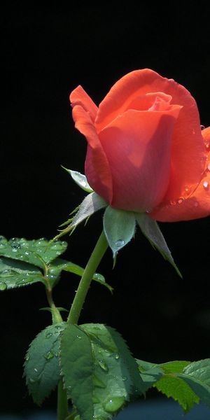 Elegant High-Quality Phone Wallpaper of a Dew-Kissed Rose on Earth