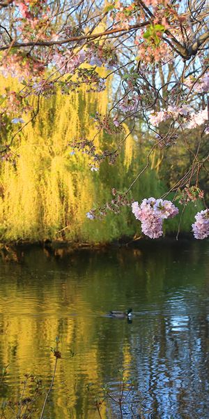 Phone wallpaper: Blossom, Flowers, Earth free download