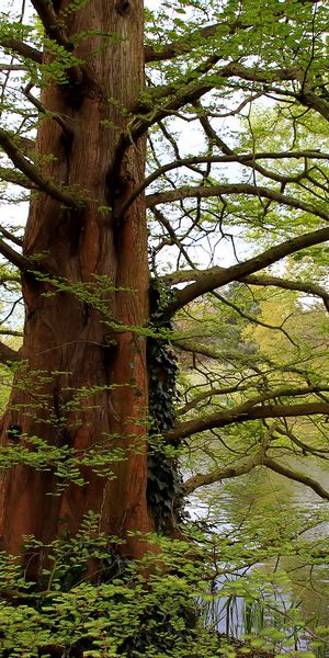Serene Tree by the Water – A Tranquil Mobile Wallpaper
