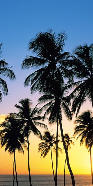Phone wallpaper: Sunset, Beach, Earth free download