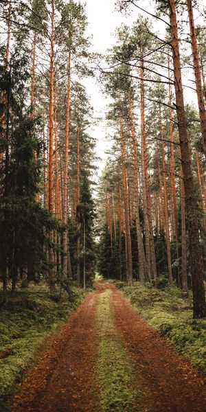 Tranquil Forest Road Wallpaper: Embrace Nature's Beauty on Your Phone