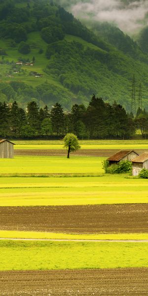 Beautiful Meadow Landscape with Lush Greenery and Clear Sky