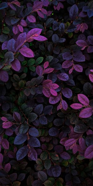 Vibrant Purple Leaves Wallpaper for Your Phone