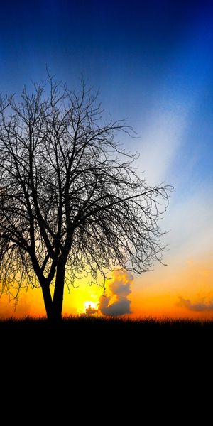 Phone wallpaper: Trees, Sun, Tree, Earth, Cloud, Sky free download