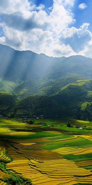 Majestic Vietnamese Rice Fields Bathed in Golden Sunbeams