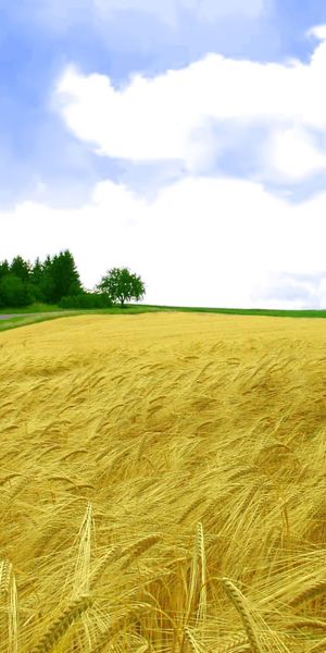 Phone wallpaper: Nature, Wheat, Earth, Field, Cloud free download