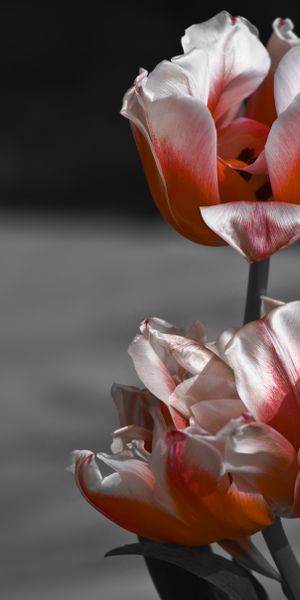 Beautiful Tulips in Vibrant Colors for Mobile Wallpaper