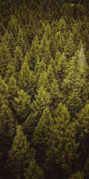 Breathtaking Lush Spruce Forest Wallpaper for Your Mobile