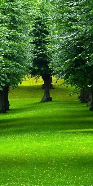Aesthetic Aisle of Green Trees for Mobile Wallpaper