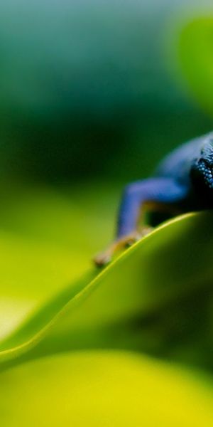Phone wallpaper: Skink, Greens, Animals, Sheet, Leaf, Smooth, Blur free download