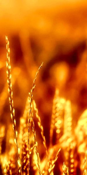 Phone wallpaper: Nature, Wheat, Blur, Earth free download