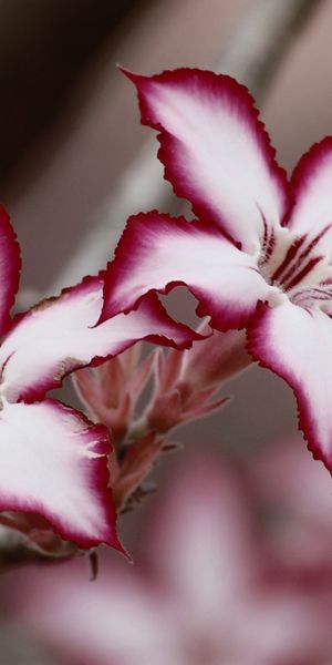 Beautiful Macro Image of White and Pink Lily Flowers