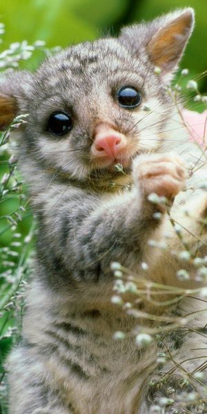 Phone wallpaper: Flowers, Opossum, Animal, Grass, Animals free download