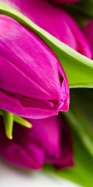 High-Quality Phone Background Featuring Lush Pink Tulips and Green Leaves
