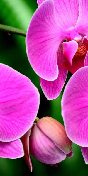 Beautiful Pink Orchid Flowers in Macro Detail