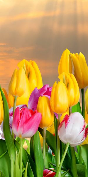 Vibrant Tulip Field Bathed in Sunshine at Sunset