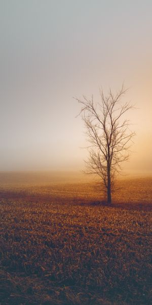 Minimalist Foggy Field with a Lone Tree