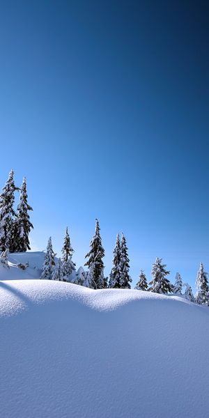 Enchanting Winter Night: Snow-Covered Trees and Moonlit Sky Mobile Wallpaper