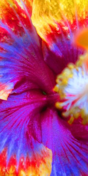 Phone wallpaper: Flowers, Colors, Flower, Earth free download