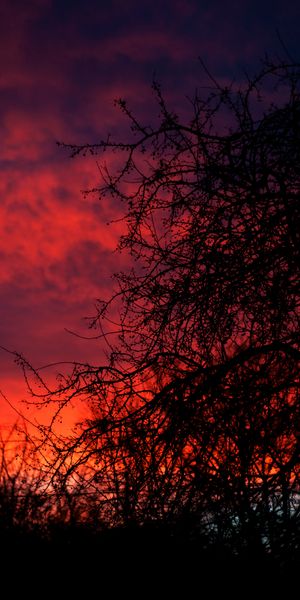 Phone wallpaper: Branches, Nature, Sunset, Dark free download