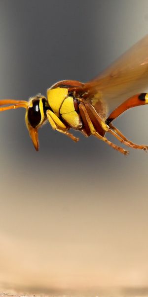 Astonishing Macro Photograph of a Wasp in Motion