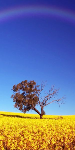 Vibrant Canola Field with a Tree and a Rainbow