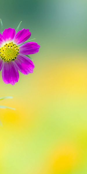Phone wallpaper: Flowers, Flower, Macro, Blur, Earth, Cosmos, Pink Flower free download