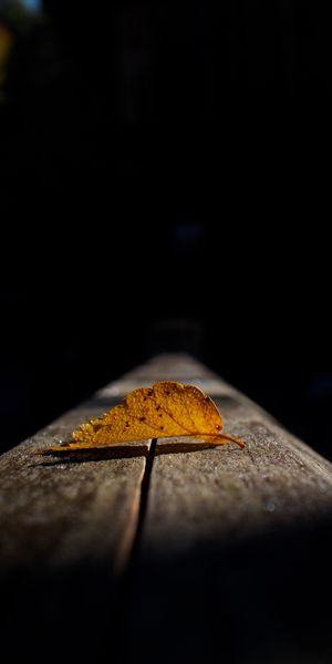 Macro Photography of a Yellow Autumn Leaf in Dark Shadows