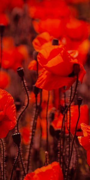 Phone wallpaper: Nature, Flowers, Flower, Earth, Poppy, Red Flower free download