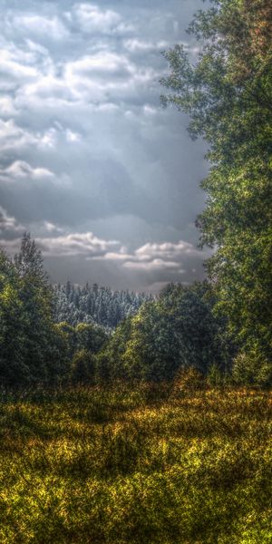 Tranquil forest path phone wallpaper featuring lush trees and earthy tones