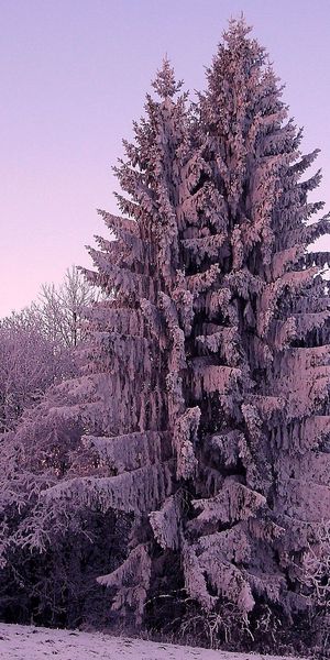 Phone wallpaper: Ate, Snow, Winter, Lilac, Nature free download