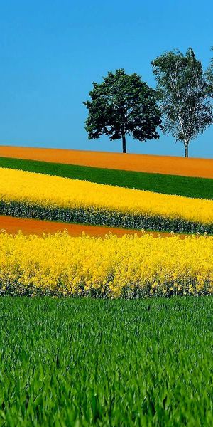 Beautiful Yellow Flower Field Landscape for Your Phone Wallpaper