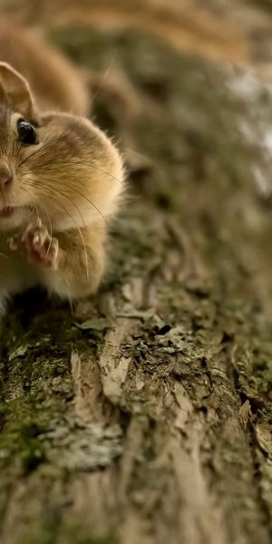Phone wallpaper: Squirrel, Blur, Close Up, Animal, Rodent free download