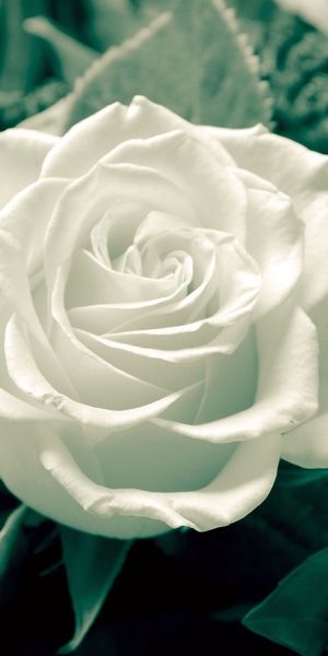 Ultra HD White Rose - Perfect Floral Wallpaper for Your Mobile