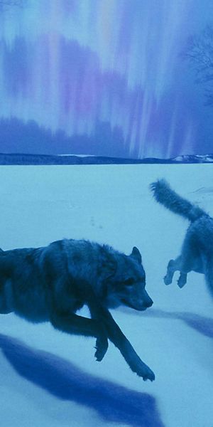 Beautiful Wolves in a Winter Wonderland with Northern Lights