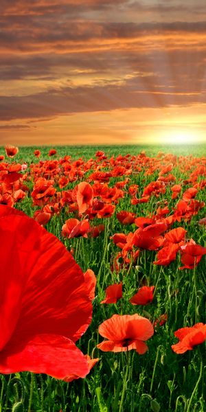 Vibrant Poppy Field at Sunset - A Perfect Phone Wallpaper