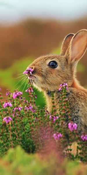 Adorable Rabbit Surrounded by Vibrant Flowers